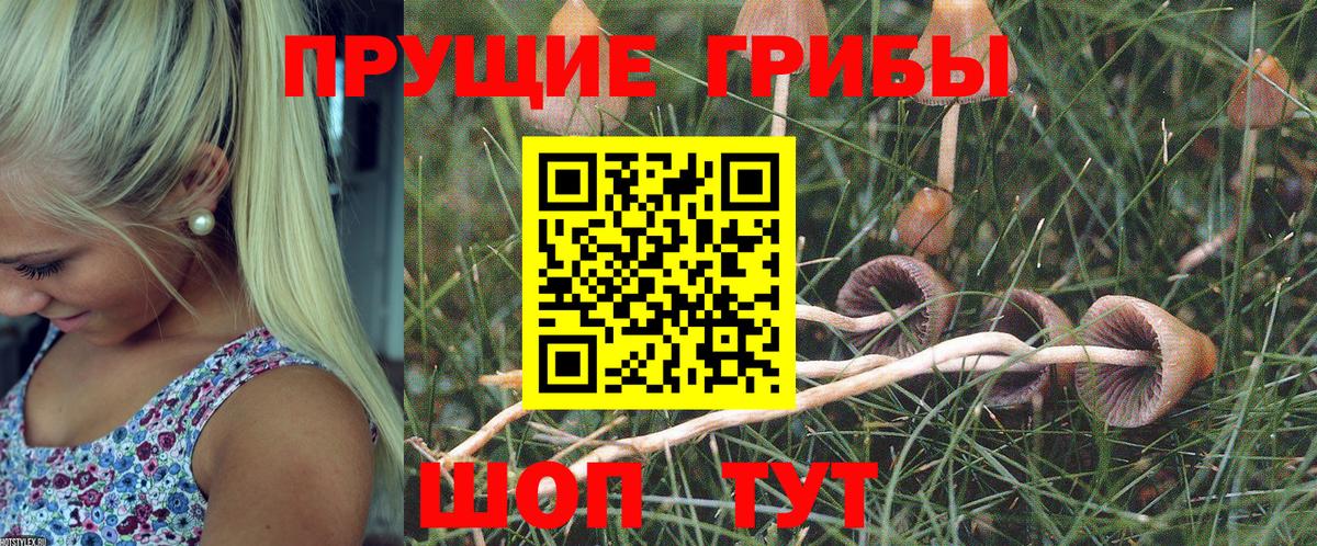 Калининград  Галлюциногенные грибы прущие грибы  Вход с VPN 